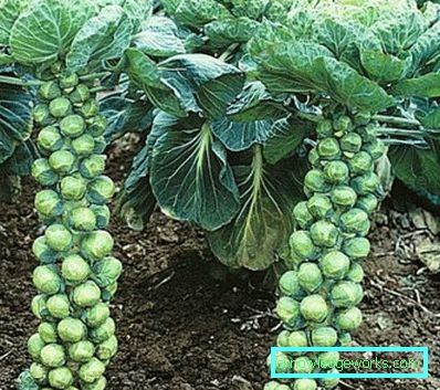Calendario di 220 lunari per i giardinieri