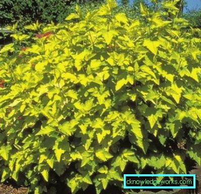 Arbusti ornamentali resistenti al gelo