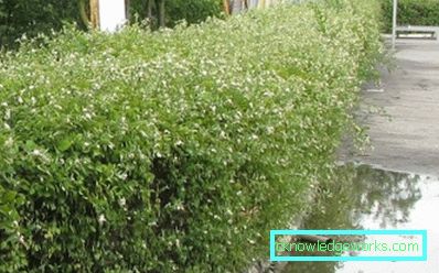 Arbusti ornamentali resistenti al gelo