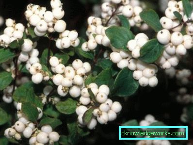 Arbusti ornamentali resistenti al gelo