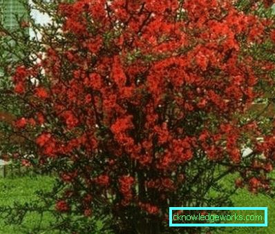Arbusti ornamentali resistenti al gelo