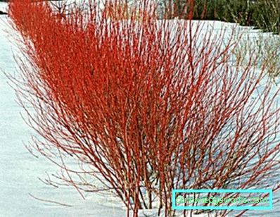 Arbusti ornamentali resistenti al gelo
