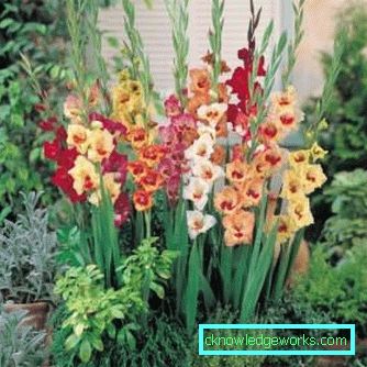 204-Posso piantare gladioli sotto