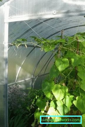 Serra per i cetrioli: tipi e dettagli di produzione Serra per i cetrioli: tipi e dettagli di produzione