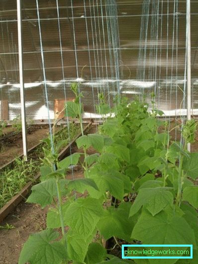Serra per i cetrioli: tipi e dettagli di produzione Serra per i cetrioli: tipi e dettagli di produzione