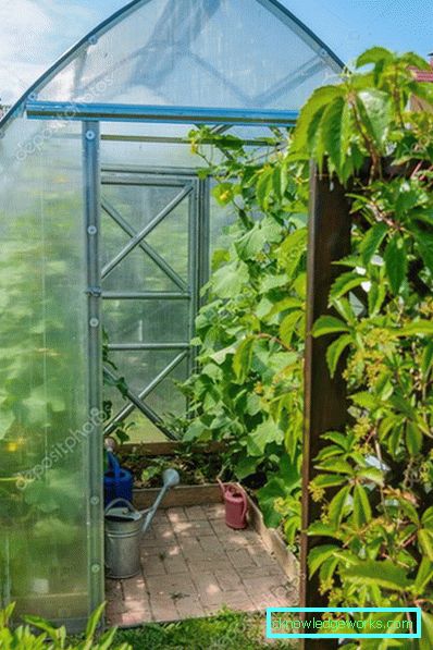 Serra per i cetrioli: tipi e dettagli di produzione Serra per i cetrioli: tipi e dettagli di produzione