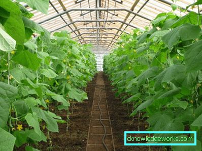 Serra per i cetrioli: tipi e dettagli di produzione Serra per i cetrioli: tipi e dettagli di produzione