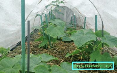 Serra per i cetrioli: tipi e dettagli di produzione Serra per i cetrioli: tipi e dettagli di produzione