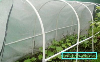 Serra per i cetrioli: tipi e dettagli di produzione Serra per i cetrioli: tipi e dettagli di produzione