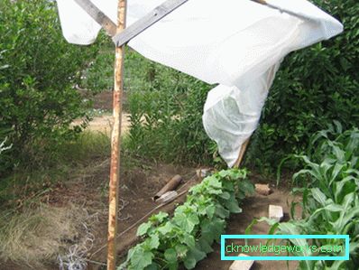 Serra per i cetrioli: tipi e dettagli di produzione Serra per i cetrioli: tipi e dettagli di produzione