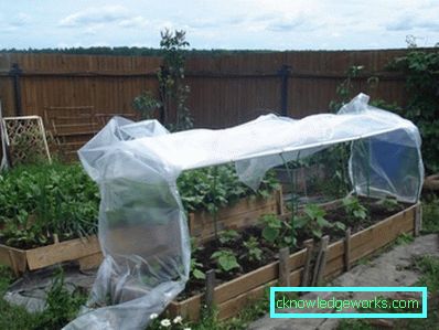 Serra per i cetrioli: tipi e dettagli di produzione Serra per i cetrioli: tipi e dettagli di produzione