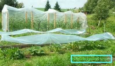 Serra per i cetrioli: tipi e dettagli di produzione Serra per i cetrioli: tipi e dettagli di produzione