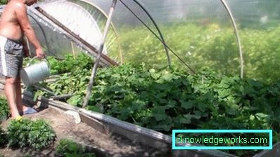 Serra per i cetrioli: tipi e dettagli di produzione Serra per i cetrioli: tipi e dettagli di produzione