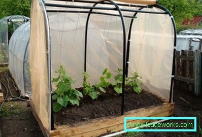 Serra per i cetrioli: tipi e dettagli di produzione Serra per i cetrioli: tipi e dettagli di produzione