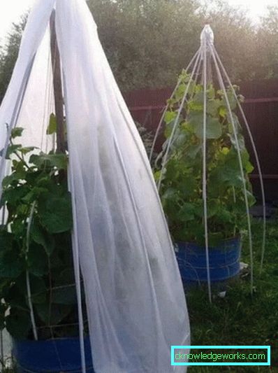 Serra per i cetrioli: tipi e dettagli di produzione Serra per i cetrioli: tipi e dettagli di produzione
