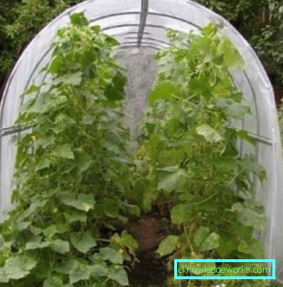 Serra per i cetrioli: tipi e dettagli di produzione Serra per i cetrioli: tipi e dettagli di produzione