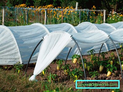 Serra per i cetrioli: tipi e dettagli di produzione Serra per i cetrioli: tipi e dettagli di produzione
