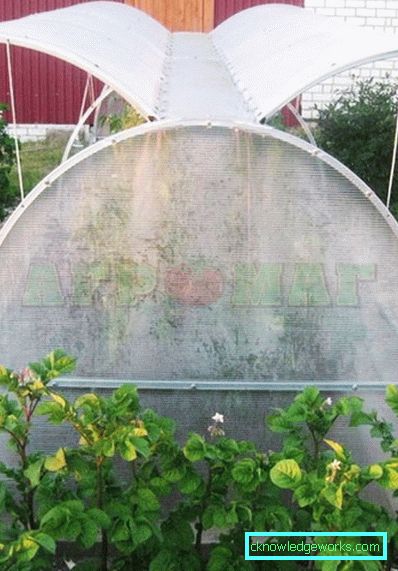 Serra per i cetrioli: tipi e dettagli di produzione Serra per i cetrioli: tipi e dettagli di produzione