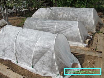Greenhouse Greenhouse