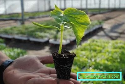 Qual è la differenza tra una serra e una serra? Qual è la differenza tra una serra e una serra?
