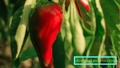 Mercante di 23 pepper