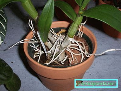 Orchidea in fiore da 300 pezzi