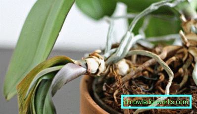 Orchidea in fiore da 300 pezzi