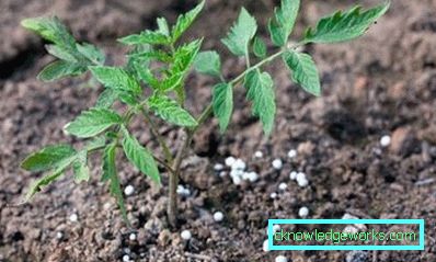 169-Perché le foglie di pomodori si arricciano