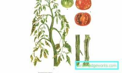 169-Perché le foglie di pomodori si arricciano