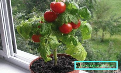 189-Perché i pomodori diventano foglie gialle