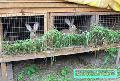219 conigli da riproduzione per principianti