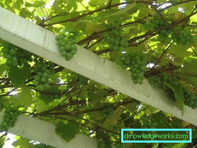 83-giardino e giardino con le proprie mani