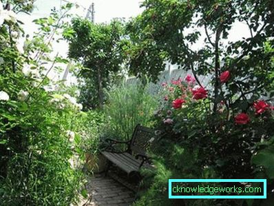 83-giardino e giardino con le proprie mani