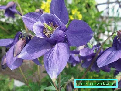 83-giardino e giardino con le proprie mani