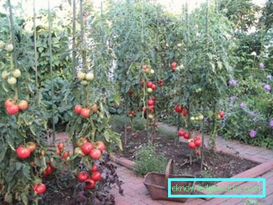 83-giardino e giardino con le proprie mani