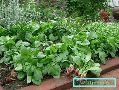 83-giardino e giardino con le proprie mani