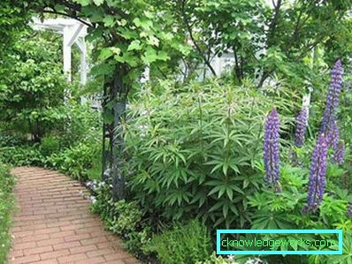 83-giardino e giardino con le proprie mani