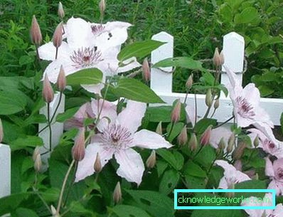 83-giardino e giardino con le proprie mani
