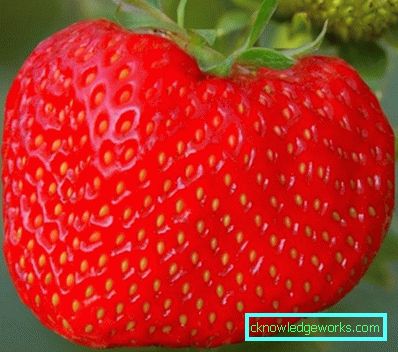 252-Varietà e tipi di fragole