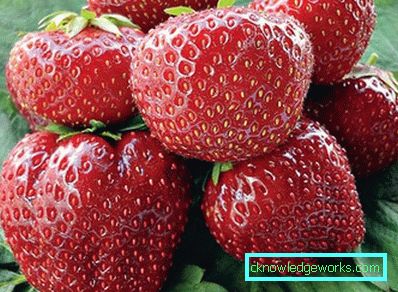 252-Varietà e tipi di fragole