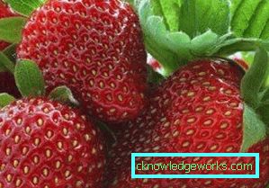 252-Varietà e tipi di fragole