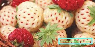 252-Varietà e tipi di fragole