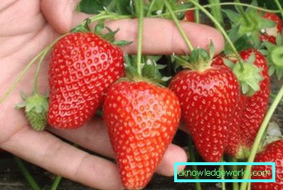 252-Varietà e tipi di fragole