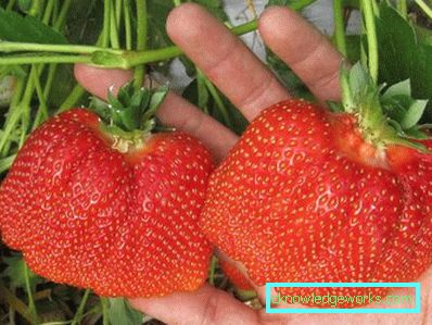 252-Varietà e tipi di fragole
