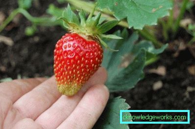 252-Varietà e tipi di fragole