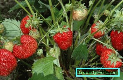 252-Varietà e tipi di fragole
