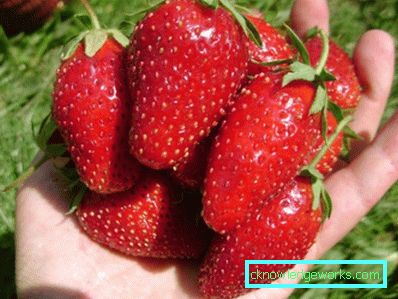 252-Varietà e tipi di fragole