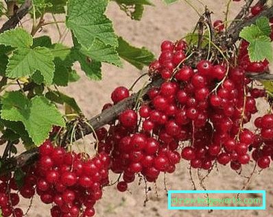 298-Varietà di ribes rosso
