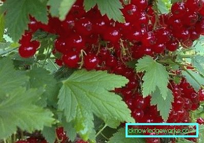 298-Varietà di ribes rosso