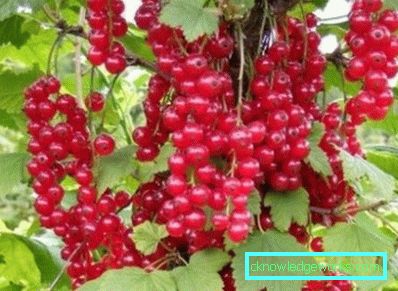298-Varietà di ribes rosso